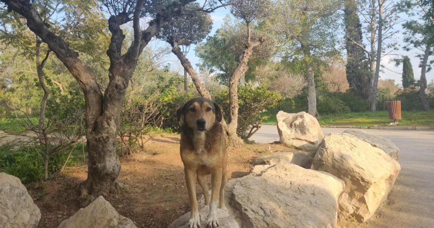 One Health | La Tunisie renforce la lutte contre la rage et la leishmaniose