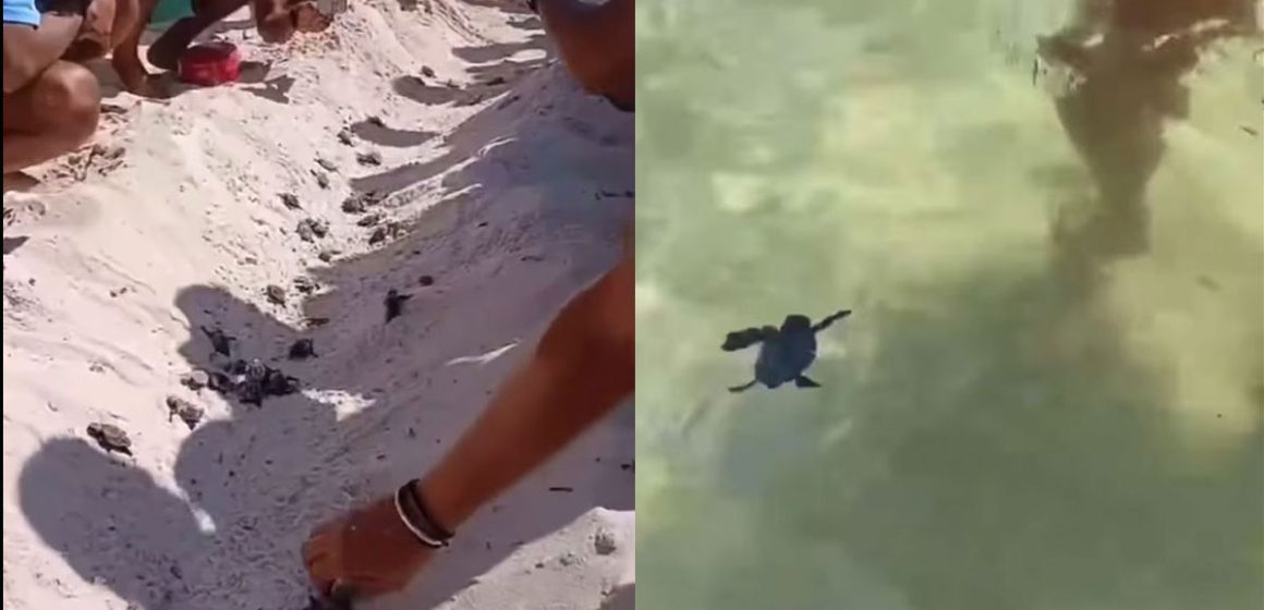 Tunisie | 132 tortues éclosent sur la plage d’un hôtel