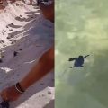 Tunisie | 132 tortues éclosent sur la plage d’un hôtel