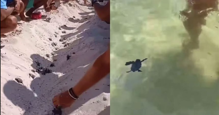 Tunisie | 132 tortues éclosent sur la plage d’un hôtel