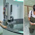 Fairouz Abbassi, une Tunisienne en aquaculture