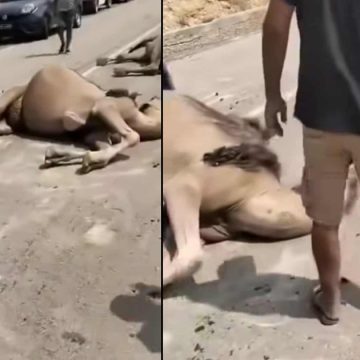 Sept dromadaires mortellement percutés par un camion à Kébili