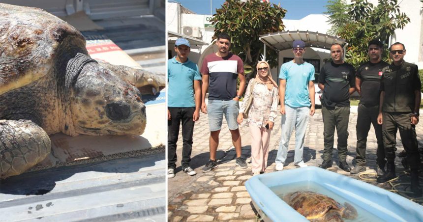 Notre Grand Bleu | Wadhah, la tortue marine sauvée par la GN d’El-Kantaoui