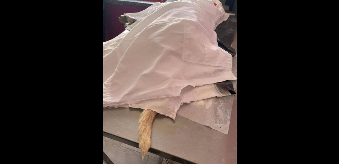 Verdict dans l’affaire de l’agression mortelle du chien Rocky à Sousse