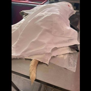 Verdict dans l’affaire de l’agression mortelle du chien Rocky à Sousse