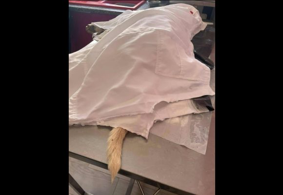 Verdict dans l’affaire de l’agression mortelle du chien Rocky à Sousse