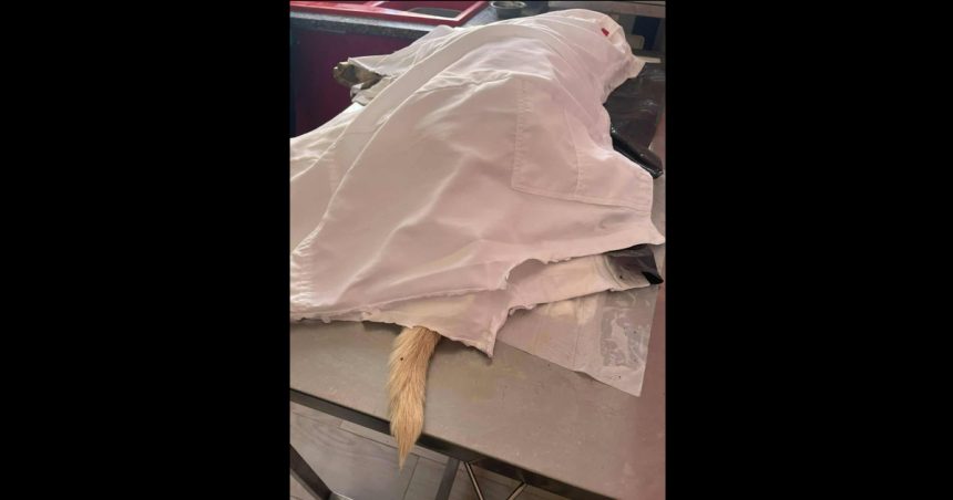 Verdict dans l’affaire de l’agression mortelle du chien Rocky à Sousse