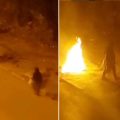 Chats brûlés vifs | La suspecte placée en détention