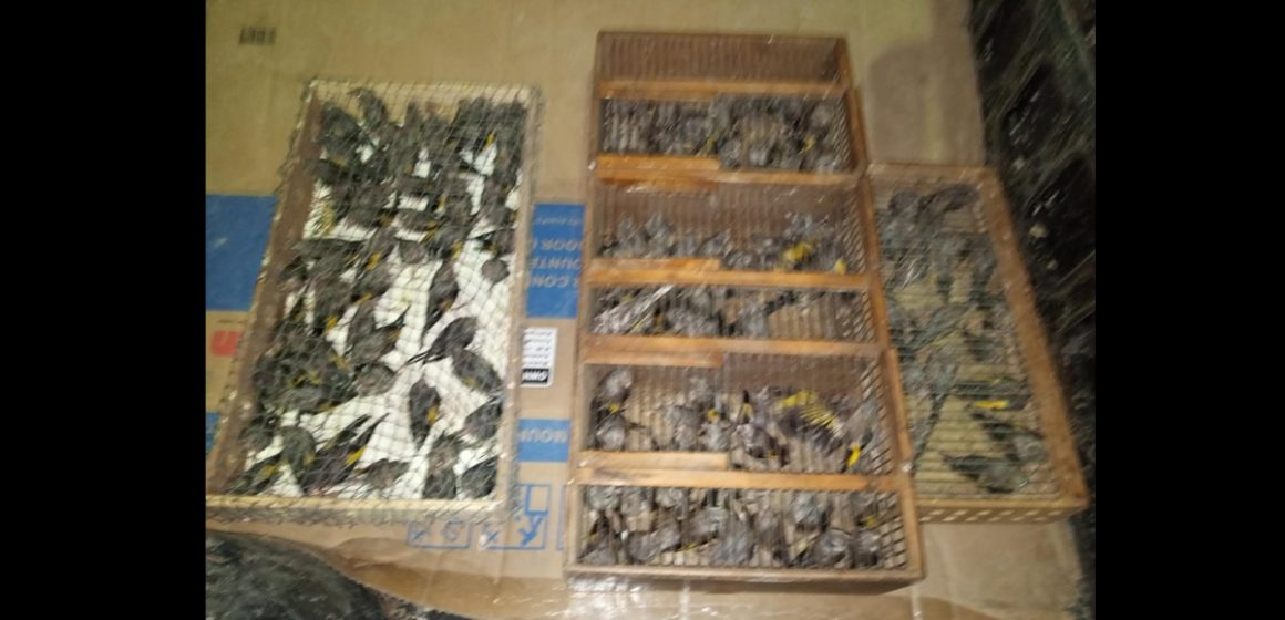 Trafic d’oiseaux menacés | Saisie de 120 chardonnerets élégants à l’Ariana
