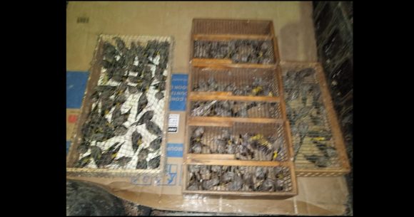 Trafic d’oiseaux menacés | Saisie de 120 chardonnerets élégants à l’Ariana