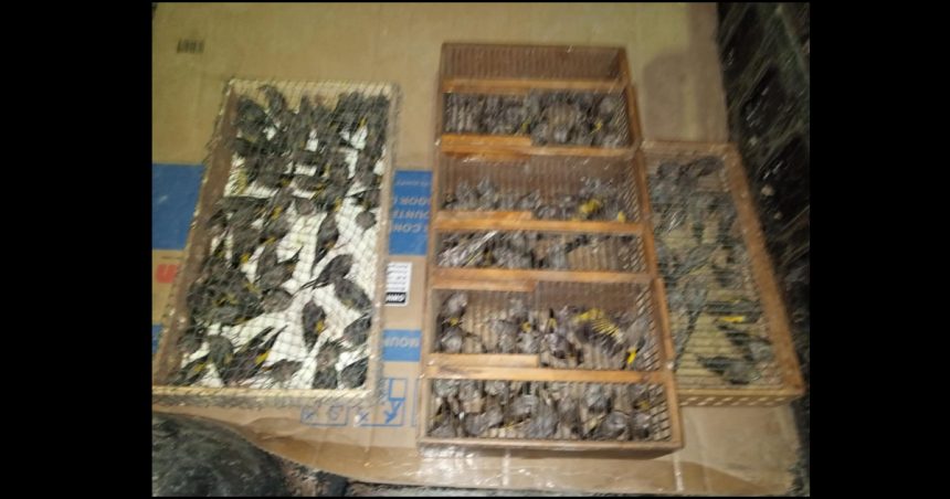 Trafic d’oiseaux menacés | Saisie de 120 chardonnerets élégants à l’Ariana