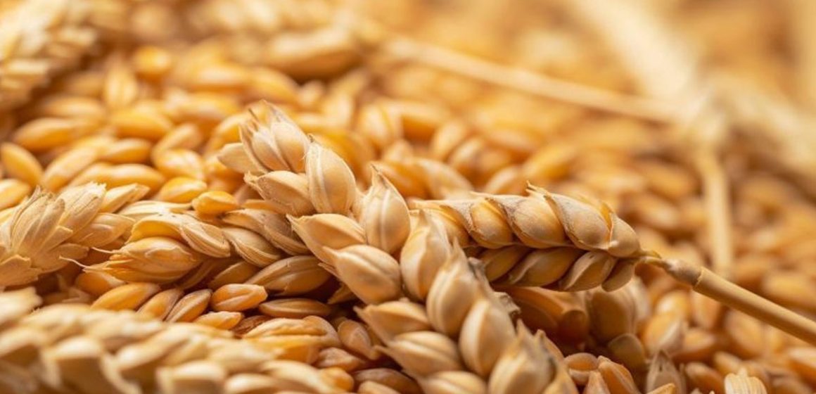 La Tunisie continue d’importer du blé pour reconstituer ses stocks