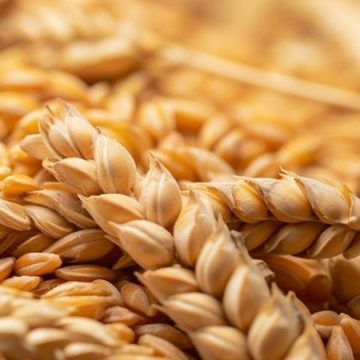 La Tunisie continue d’importer du blé pour reconstituer ses stocks