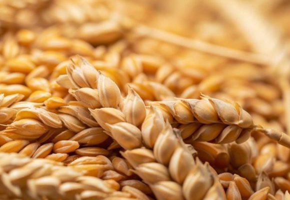 La Tunisie continue d’importer du blé pour reconstituer ses stocks
