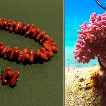 La Tunisie cherche à préserver ses récifs de corail