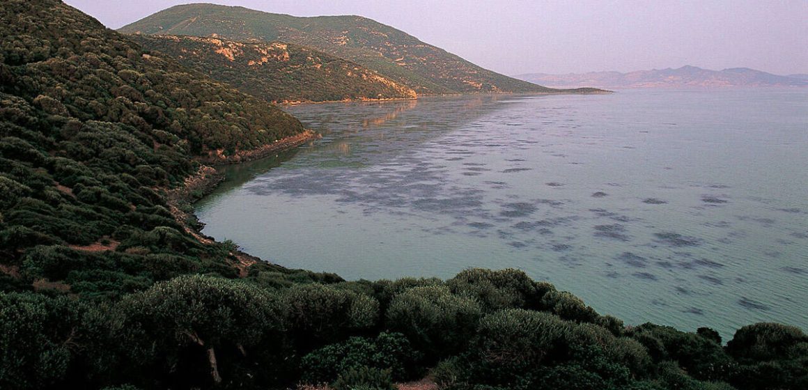Tunisie | Le parc d’Ichkeul affecté par le changement climatique