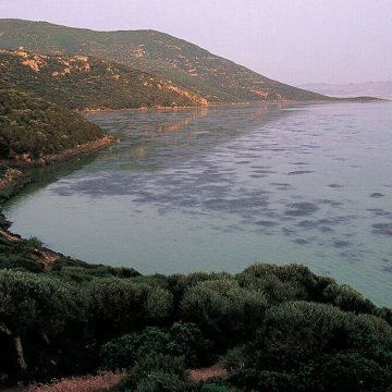 Tunisie | Le parc d’Ichkeul affecté par le changement climatique
