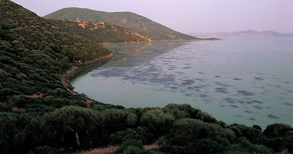 Tunisie | Le parc d’Ichkeul affecté par le changement climatique