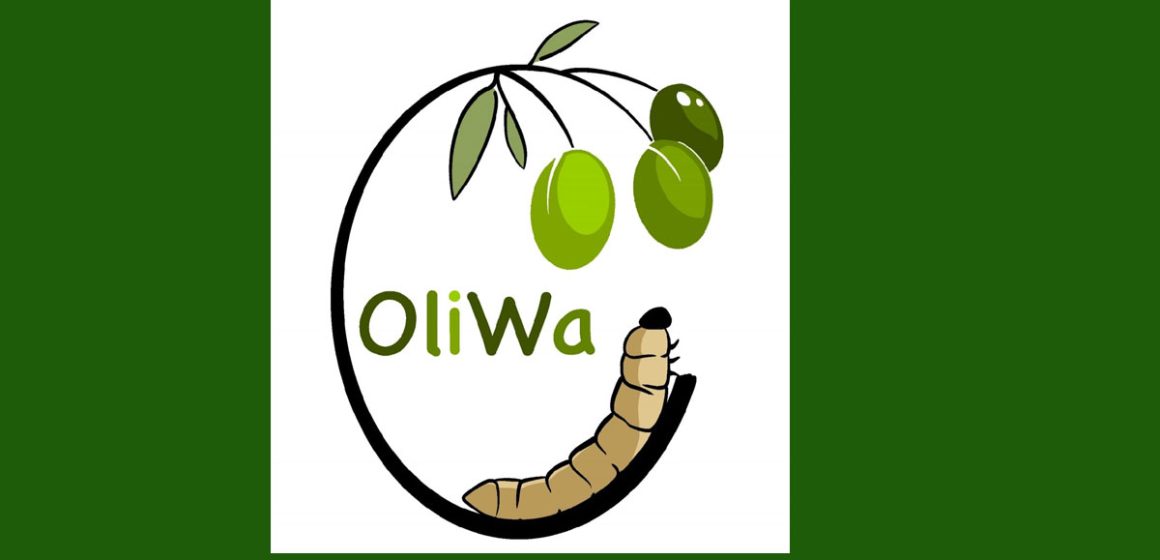 Oliwa révolutionne la valorisation des déchets d’olives en Méditerranée