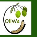 Oliwa révolutionne la valorisation des déchets d’olives en Méditerranée