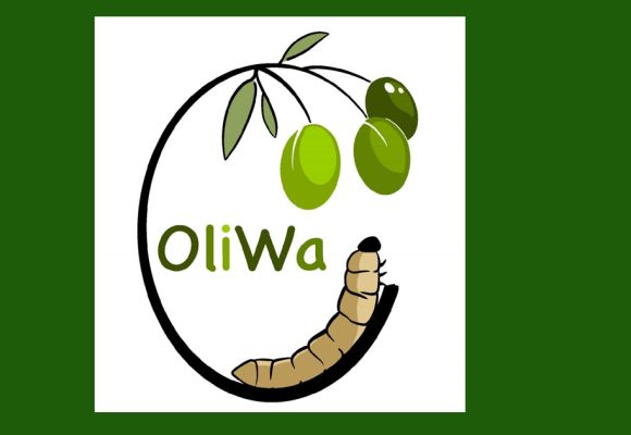 Oliwa révolutionne la valorisation des déchets d’olives en Méditerranée