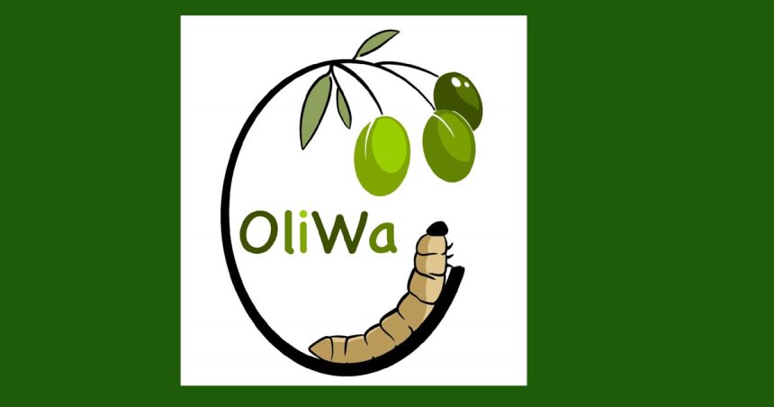 Oliwa révolutionne la valorisation des déchets d&rsquo;olives en Méditerranée