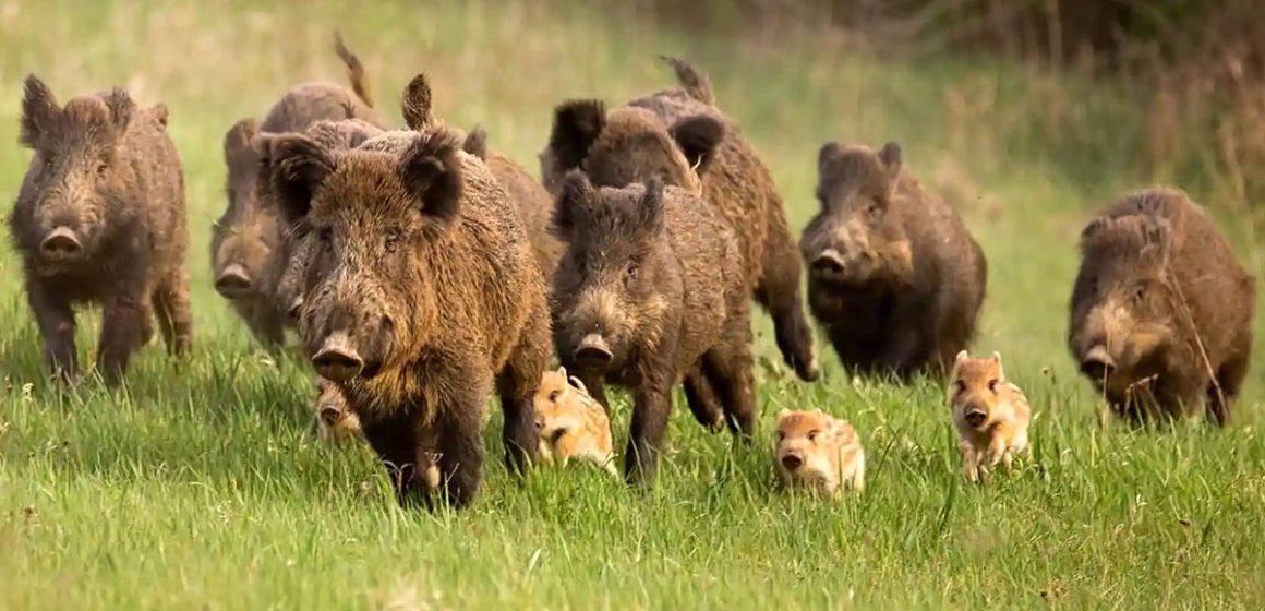 Tout sur la saison de la chasse 2025-2026 en Tunisie