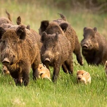 Tout sur la saison de la chasse 2025-2026 en Tunisie