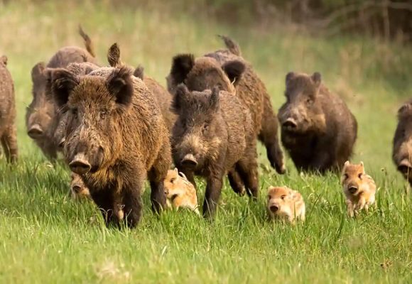 Tout sur la saison de la chasse 2025-2026 en Tunisie