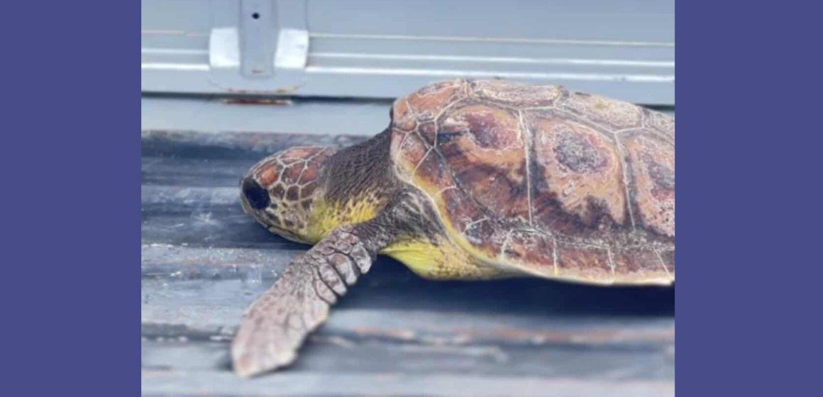 Notre Grand Bleu | Sauvetage d’une tortue caouanne blessée et amputée
