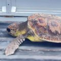 Notre Grand Bleu | Sauvetage d’une tortue caouanne blessée et amputée