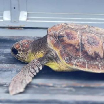 Notre Grand Bleu | Sauvetage d’une tortue caouanne blessée et amputée