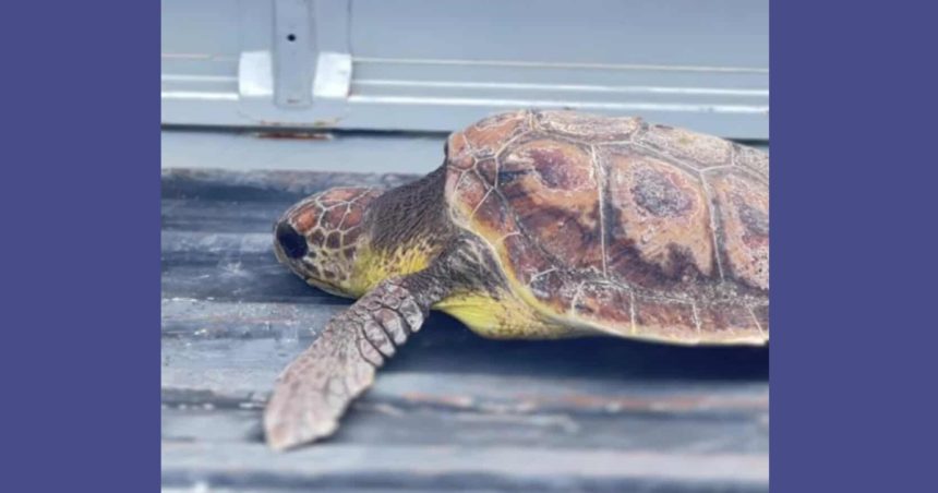 Notre Grand Bleu | Sauvetage d’une tortue caouanne blessée et amputée