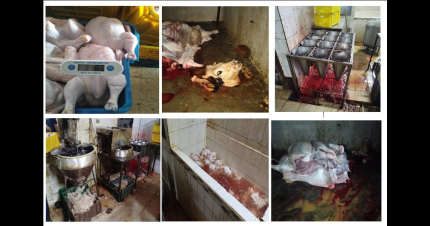 Saisie de plus de 3 tonnes de viandes impropres à la consommation