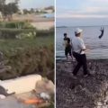 Chat maltraité et jeté à la mer à Nabeul | Plainte et enquête ouverte