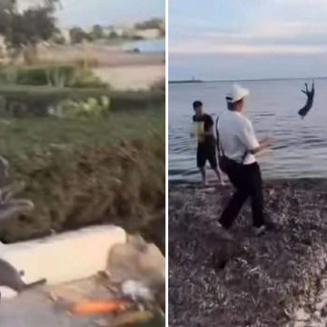 Chat maltraité et jeté à la mer à Nabeul | Plainte et enquête ouverte