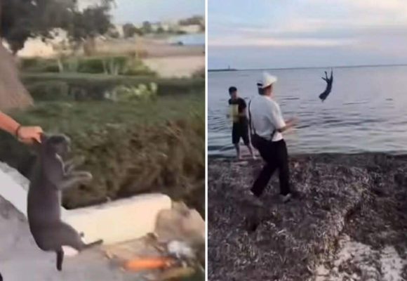 Chat maltraité et jeté à la mer à Nabeul | Plainte et enquête ouverte
