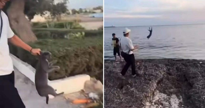 Chat maltraité et jeté à la mer à Nabeul | Plainte et enquête ouverte