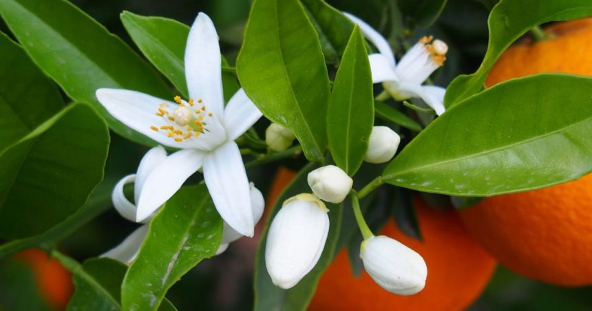 Bientôt à Nabeul et Hammamet | La route du bigaradier