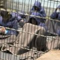 Les corps des Palestiniens morts sous la torture israélienne «parlent»