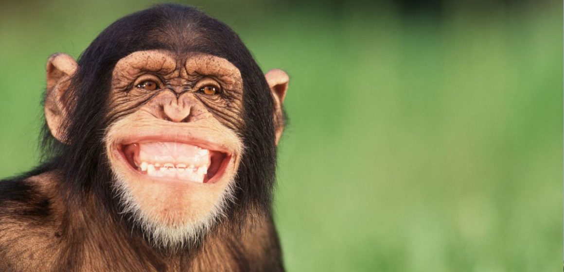 Singe-qui-rit Dr Faouzi Addad | «Le rire est bon pour le cœur»