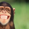 Dr Faouzi Addad | «Le rire est bon pour le cœur»
