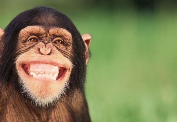 Dr Faouzi Addad | «Le rire est bon pour le cœur»