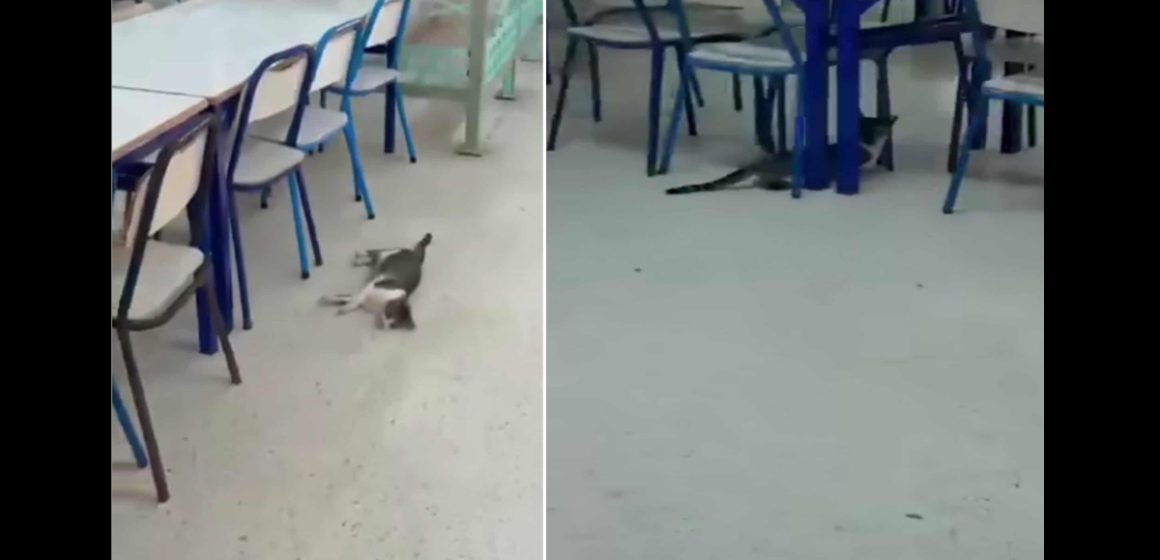 Kairouan | Enquête sur l’empoisonnement de chats dans un restaurant universitaire