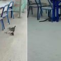 Kairouan | Enquête sur l’empoisonnement de chats dans un restaurant universitaire