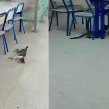 Kairouan | Enquête sur l’empoisonnement de chats dans un restaurant universitaire
