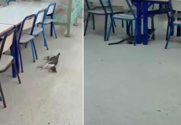 Kairouan | Enquête sur l’empoisonnement de chats dans un restaurant universitaire