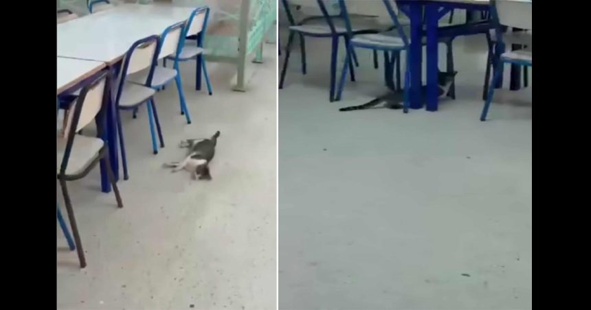 empoisonnement chats Kairouan | Enquête sur l’empoisonnement de chats dans un restaurant universitaire