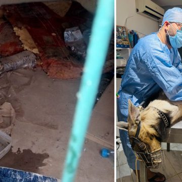 Une hyène secourue à Grombalia | Neuf suspects arrêtés pour trafic et sorcellerie
