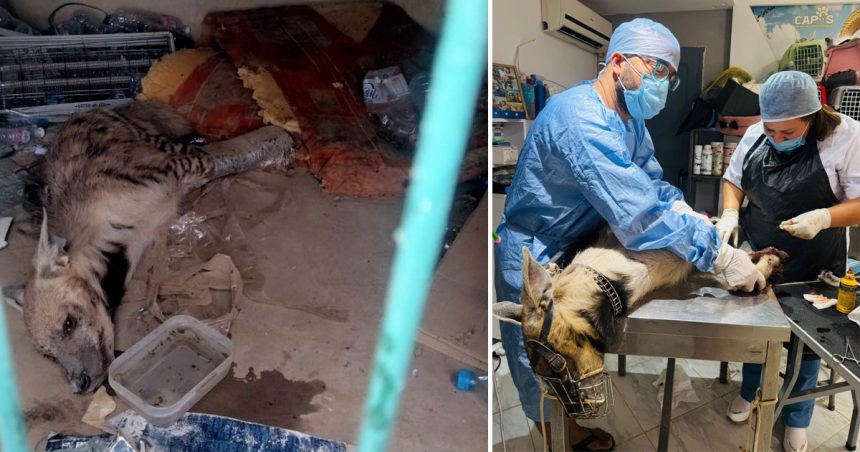 Une hyène secourue à Grombalia | Neuf suspects arrêtés pour trafic et sorcellerie